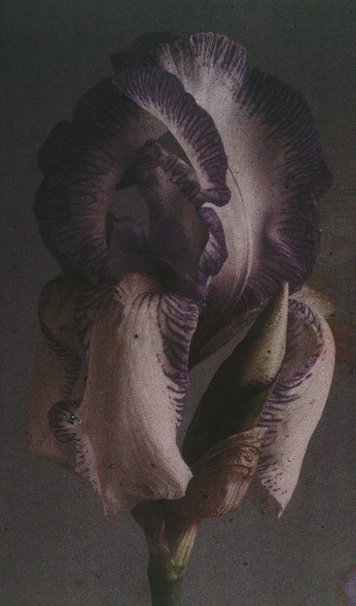 "Tysk iris (Iris germanica) av Frederick (attr. to) Barnard