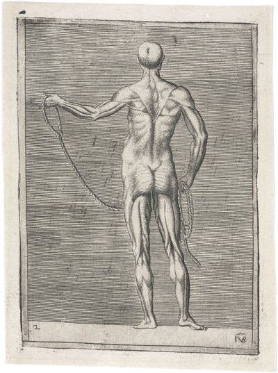 Muskler Anatomisk studie av manlig muskulatur; man som håller ett rep, ca 1555 av Frederick (attr. to) Barnard