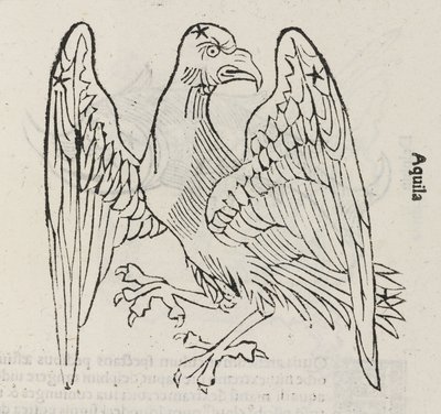 Stjärnbilden Aquila av John Pardon