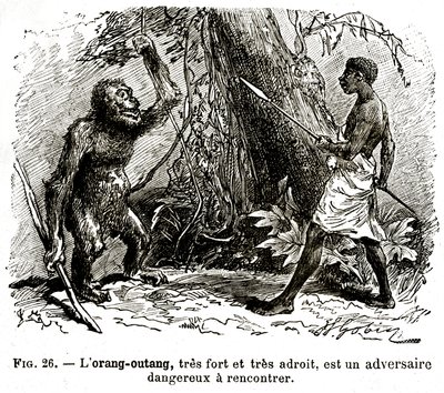 Oran-utangen, mycket stark och mycket skicklig, är en farlig motståndare att möta av . .