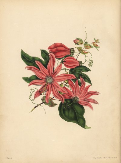 Racemosen Passionflower, Passiflora racemosa, Religiös vidskepelse av John Pardon