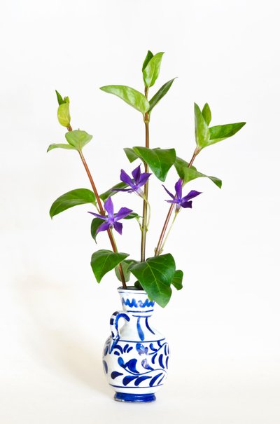 Tre stjälkar av storsnäcka (Vinca major) som blommar i vas (foto) av . .
