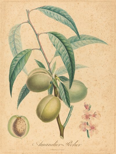 Mandel - Persika av after A. Poiteau