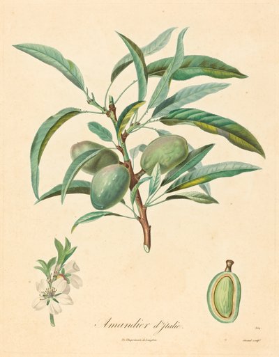 Mandelträd från Italien av after A. Poiteau