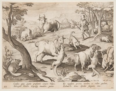 Tjurar och getter attackerade av rävar av after Jan van der Straet, called Stradanus