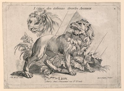 Studies of Lions, tavla 4 från "Cahier des Desseins Diverses Animalaux" av after Jean Baptiste Huet