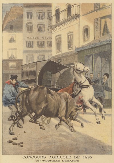 Lantbruksutställning 1895. En förrymd tjur av after Oswaldo Tofani