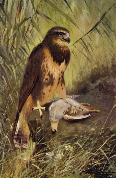 Vråk av after Wilhelm Kuhnert