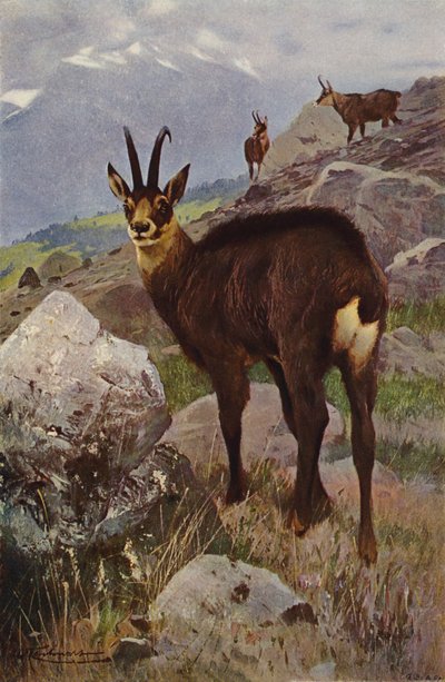 Stenget av after Wilhelm Kuhnert