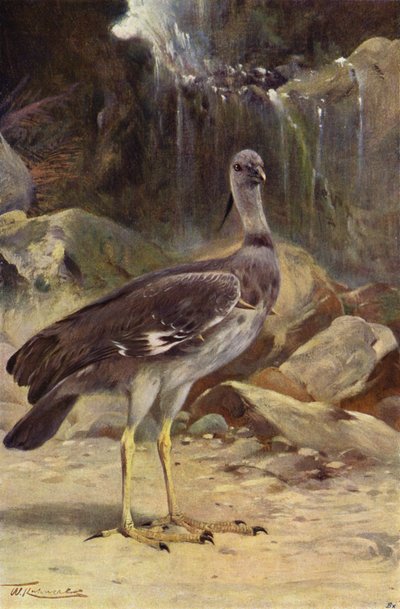Crested Screamer av after Wilhelm Kuhnert