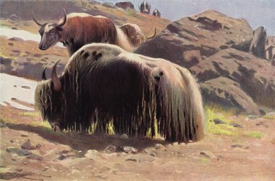 Domesticerad Yak av after Wilhelm Kuhnert