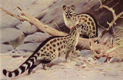 Dongola Genet av after Wilhelm Kuhnert