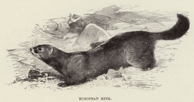 Europeiska mink av after Wilhelm Kuhnert