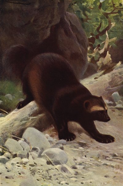 Glutton eller Wolverine av after Wilhelm Kuhnert