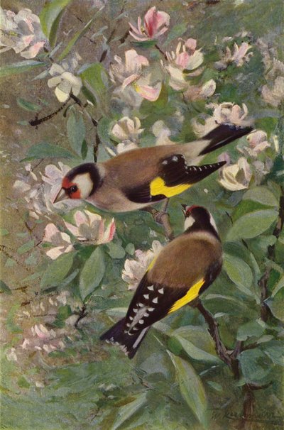 Steglits av after Wilhelm Kuhnert