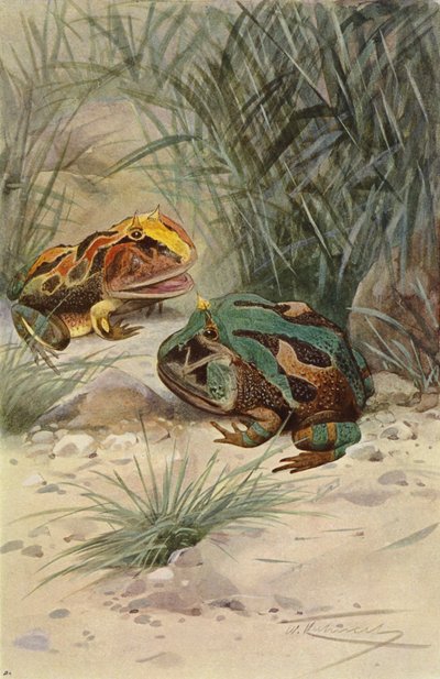 Behornad groda av after Wilhelm Kuhnert