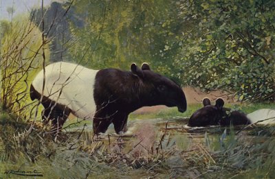 Indiska Tapir av after Wilhelm Kuhnert