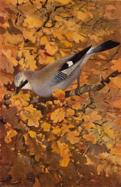 Jay av after Wilhelm Kuhnert