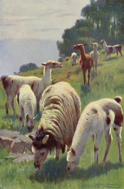 Lama av after Wilhelm Kuhnert