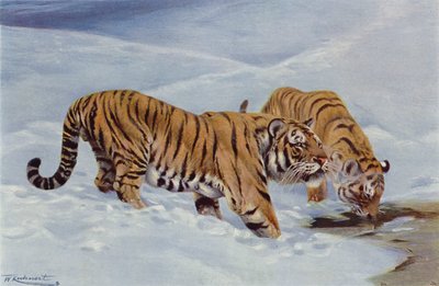 Manchurisk tiger av after Wilhelm Kuhnert