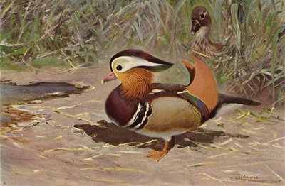 Mandarin anka av after Wilhelm Kuhnert