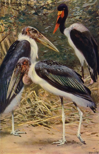 Marabou och Jabiru av after Wilhelm Kuhnert