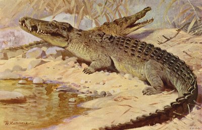 Nilkrokodil av after Wilhelm Kuhnert