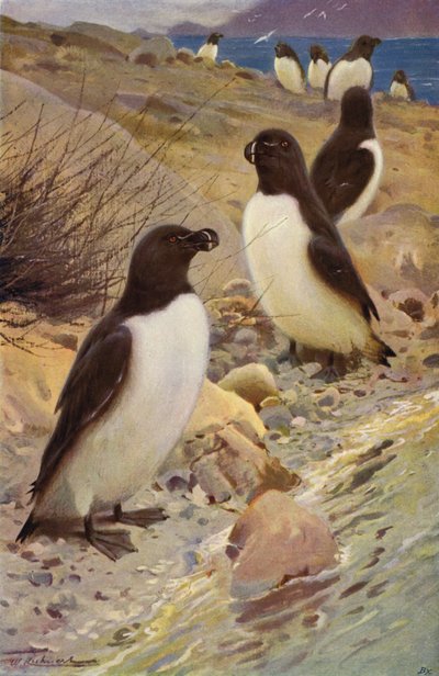 Razorbill av after Wilhelm Kuhnert