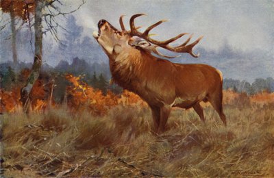 kronhjort av after Wilhelm Kuhnert