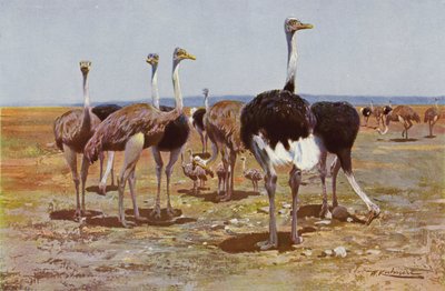 Somalisk struts av after Wilhelm Kuhnert