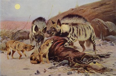 Randig hyena och schakal av after Wilhelm Kuhnert