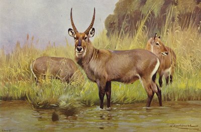 Vattenbock av after Wilhelm Kuhnert