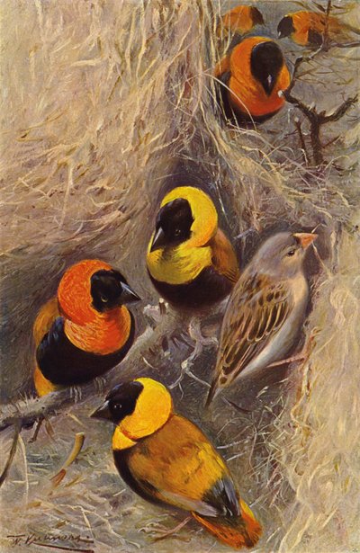 Weaver Birds av after Wilhelm Kuhnert