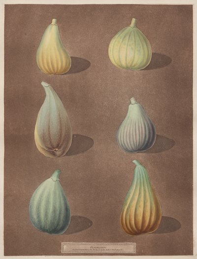 Pomona Britannica: Nr 74 - Fig av attributed to Richard Brookshaw