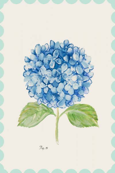 Illustration av en blå hortensia av cartissi