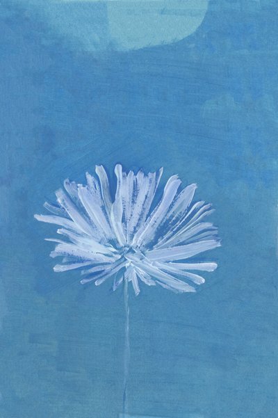Blåmåneblomma av cartissi