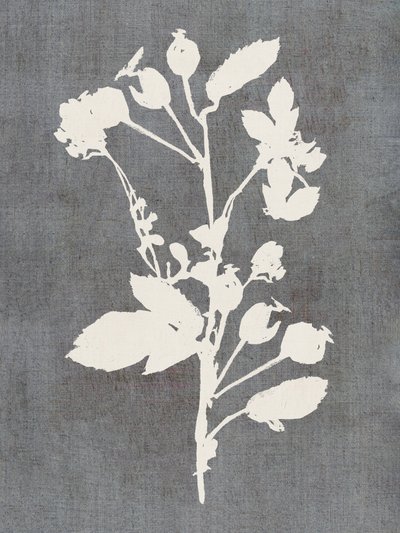 Botanisk ros-silhuett av cartissi