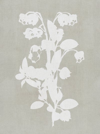 Vita botaniska blommor av cartissi