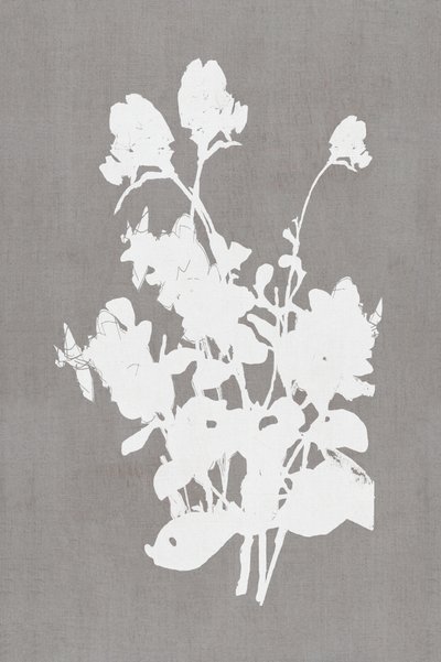 Vit blommig silhuett av cartissi