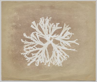 Alger av circle of William Henry Fox Talbot