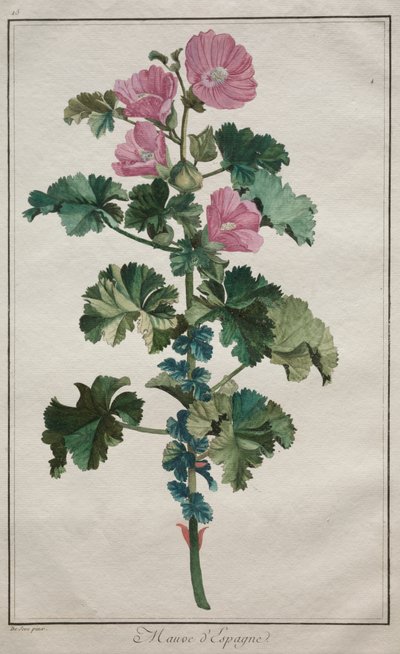 Samling av tjugofyra växter och blommor: Malva av de Seve