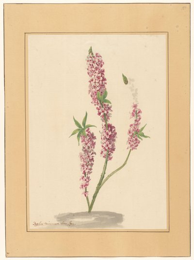 Röd paprika träd på en mark av familie Van der Vinne (attributed to)