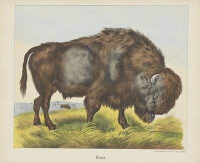 Bison (titel på objekt) av firma Joseph Scholz