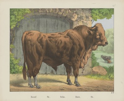 Boeuf. / Ox. / Ochs. / Bove. / Os (titel på objekt) av firma Joseph Scholz