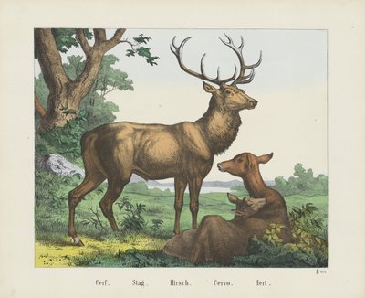 Cerf. / Stag. / Hirsch. / Cervo. / Hert (titel på objekt) av firma Joseph Scholz
