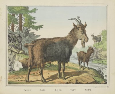 Chevres / Getter / Getter. / Capre / Getter (titel på objekt) av firma Joseph Scholz