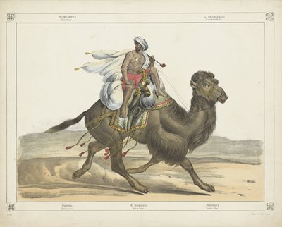 Dromedarus, / Arabiskt inlägg (titel på objekt) av firma Joseph Scholz
