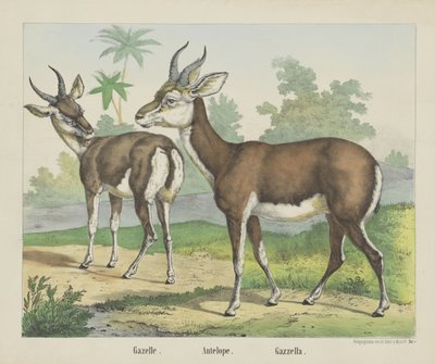Gasell. / Antilop. / Gazella (titel på objekt) av firma Joseph Scholz