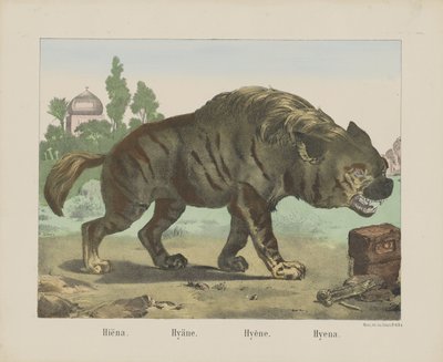 Hyena. / Hyena. / Hyena. / Hyena (titel på objekt) av firma Joseph Scholz