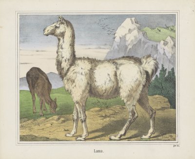 Lama (titel på objekt) av firma Joseph Scholz